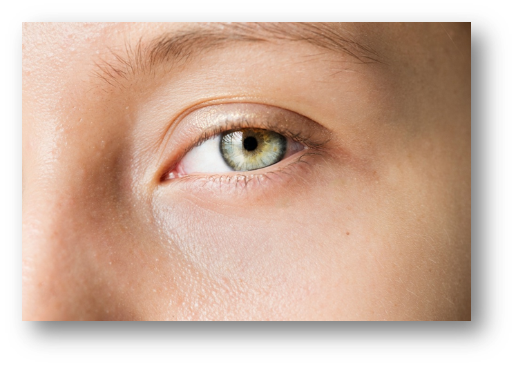 피부 두께 비교를 보여주는 다이어그램